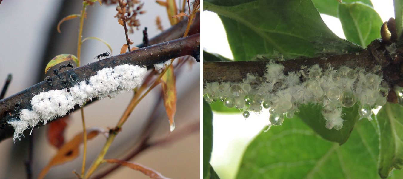 Woolly Aphids: What's That Fuzzy, Fluffy White Stuff on My Tree