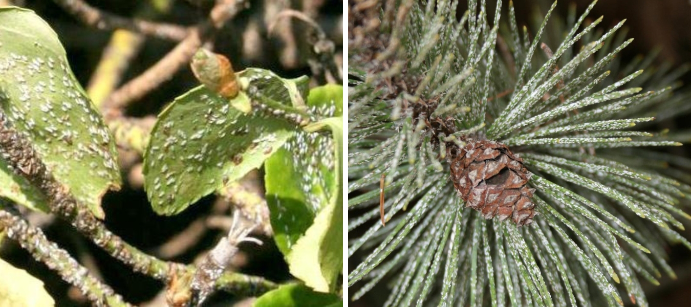 Scale insects on Minnesota trees and shrubs